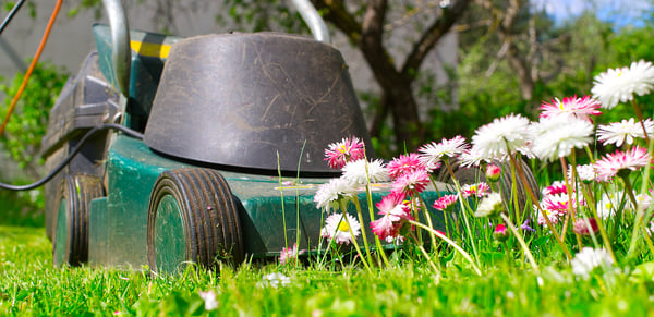 The Grass Is Always Greener with Sustainable Lawn Tips